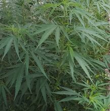 Close view of cannabis leaves with many long, narrow leaflets