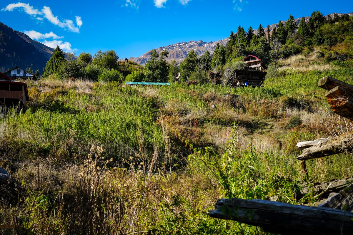 Landrace cannabis cultivated terraces near Atolang in the Malana Valley, Himachal Pradesh - India