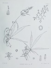 A botanical plate of a male hemp plant, with a branch and enlarged details of flowers drawn in fine line.