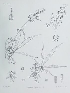 A botanical plate of a male hemp plant, with a long flowering branch, a short leafy branch and enlarged line drawings of flowers, stamens and anthers.