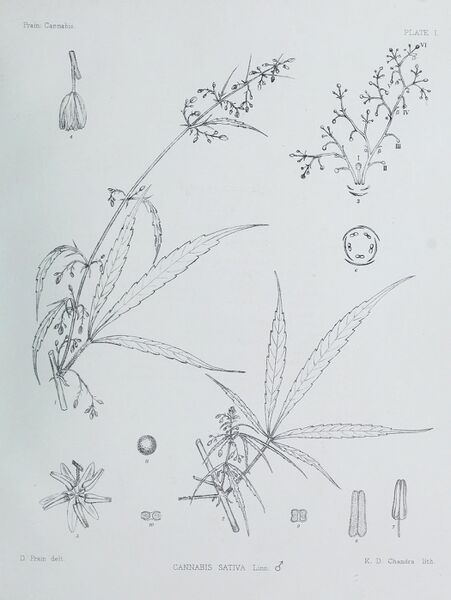 File:Cannabis-male-plant-Prain-1904-plate-I.jpg
