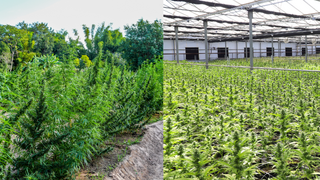 A varied population of differing plants on the left beside a block of near-identical plants on the right.