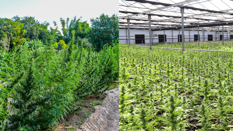 File:Cannabis-cultivar-vs-landrace-uniformity.png