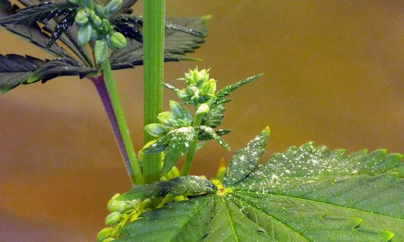 File:Cannabis-male-flowers.jpg