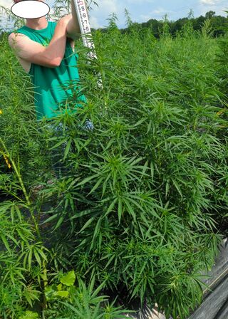 Field of tall cannabis plants beside a person holding a measuring pole, with the face masked out