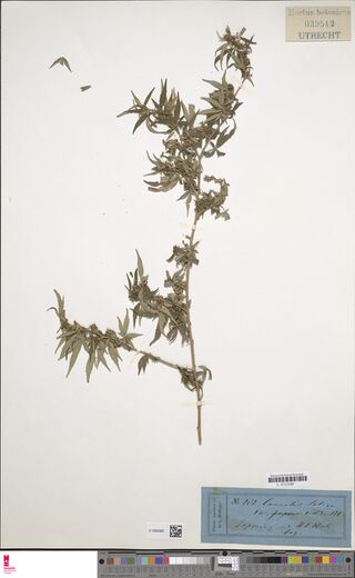 Digitised herbarium sheet with one long, branched Cannabis stem with small, narrow leaves, a printed header slip of the Utrecht botanic garden at the top right and a blue printed label at the lower right.