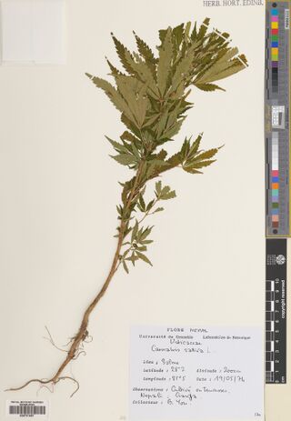 Digitised herbarium sheet with a leafy Cannabis shoot with broad palmate leaves and a handwritten Flore Nepal label at the lower right.