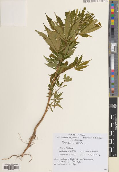 File:Yon specimen E00751457.jpg