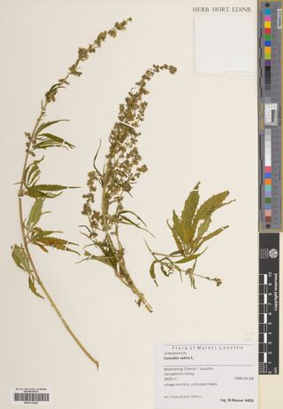 Digitised herbarium sheet with two long leafy Cannabis stems ending in branched flowering heads and a short side shoot, a printed label reading Flora of Maloti, Lesotho at the lower right and a barcode label E00313428 at the lower left.