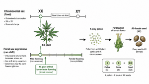 A diagram with two parallel tracks for one plant: an upper fixed track marked XX or XY and a lower sliding track that moves between male and female, with an XX plant shifted toward male flowering producing X-only pollen and all-female seed.