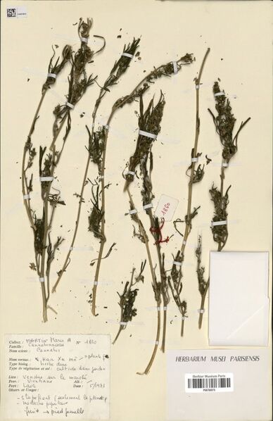 File:Martin 1860 specimen P06780075.jpg