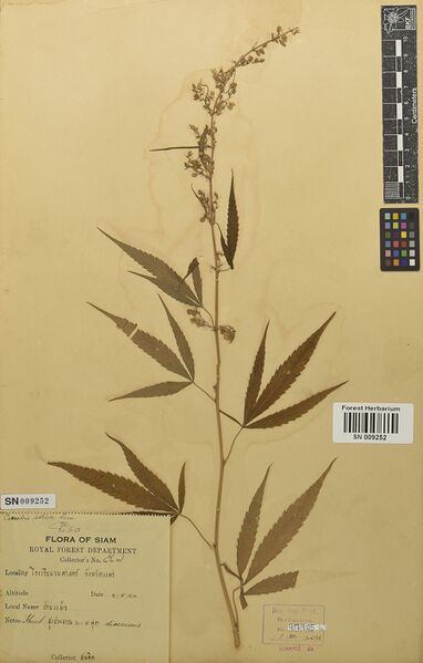 File:Suvannasuddhi 457 specimen SN009252.jpg