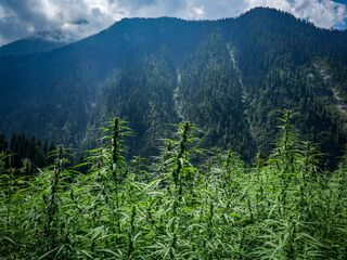 Landrace Cannabis growing in Grahan Village
