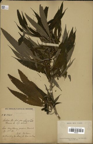Digitised herbarium sheet with a fruiting Cannabis sativa branch and a handwritten Plantes de l’Indochine label.