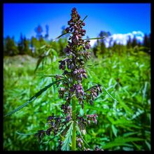 Tall, dark purple flowering cannabis stem in a green field, with trees behind