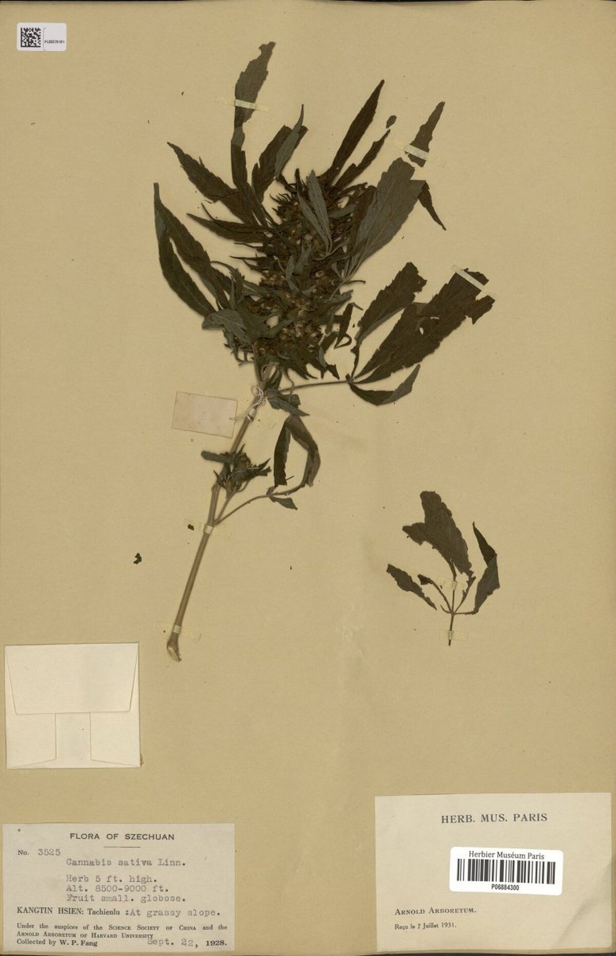 Digitised herbarium sheet with a compact leafy Cannabis flowering top and a small side shoot, a fragment packet, a printed Flora of Szechuan label and a Paris museum label.