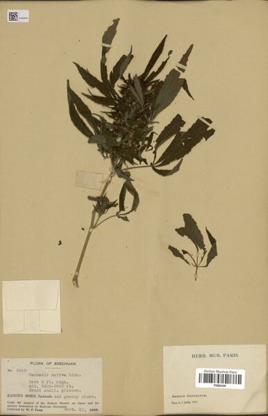 File:Fang 3525 specimen P06884300.jpg