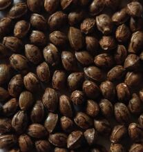 Close view of dark mottled cannabis seeds