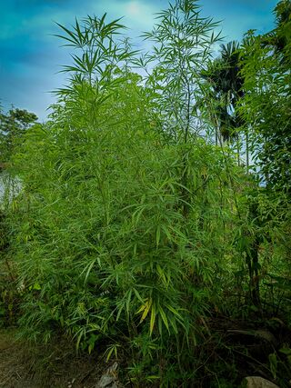 Feral Cannabis plant growing near Looksan
