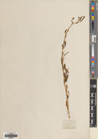 Digitised herbarium sheet with one slender, sparsely leafy Cannabis stem and a small old handwritten label at the lower right.