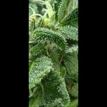 Close view of leaves covered in white, stalked resin glands