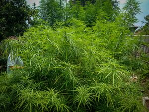 Mekliganj-landrace-cannabis.jpg