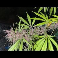 Burmese-cannabis-landrace-Sativa-Thai-Stick-ganja-1.jpg