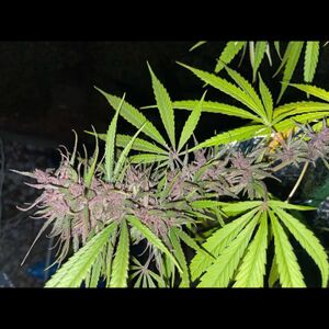 Burmese-cannabis-landrace-Sativa-Thai-Stick-ganja-1.jpg