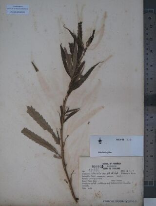 Digitised herbarium sheet of a pressed Cannabis sativa branch with a printed School of Pharmacy, Bangkok label.
