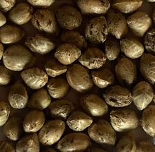 Close view of large, pale mottled cannabis seeds