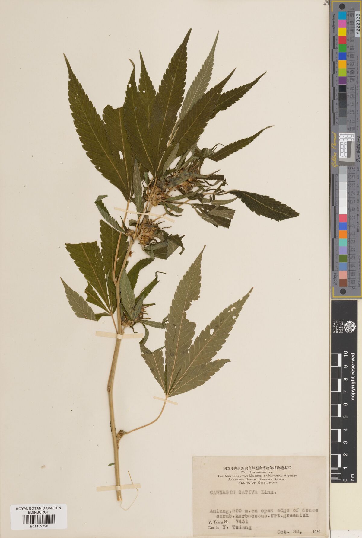 Digitised herbarium sheet with a leafy Cannabis stem with broad leaflets and fruit clusters, and a bilingual printed Academia Sinica label.