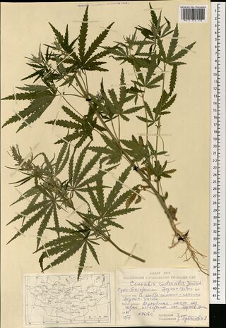 Digitised herbarium sheet with a much-branched Cannabis plant with large palmate leaves, a printed Mongolian label and a small map of Mongolia at the foot.