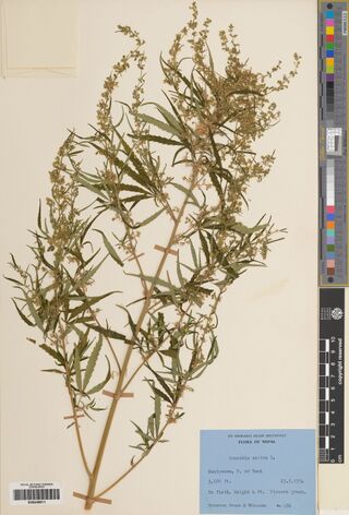 Digitised herbarium sheet with a mounted, flowering Cannabis sativa plant and a pale blue printed Flora of Nepal label.