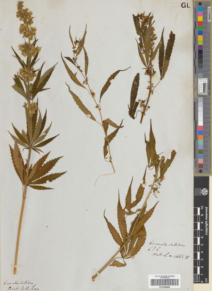 File:Wallich 4665F specimen E00248608.jpg