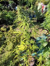 Several cannabis plants in pots and beds in a sunny garden, with laundry in the background