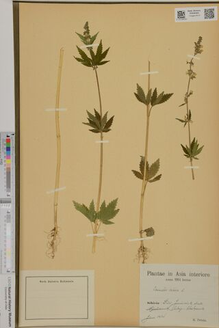 Digitised herbarium sheet with four slender Cannabis stems, two with their roots and one with a narrow flowering top, an empty herbarium label at the lower left and the printed collection label at the lower right.