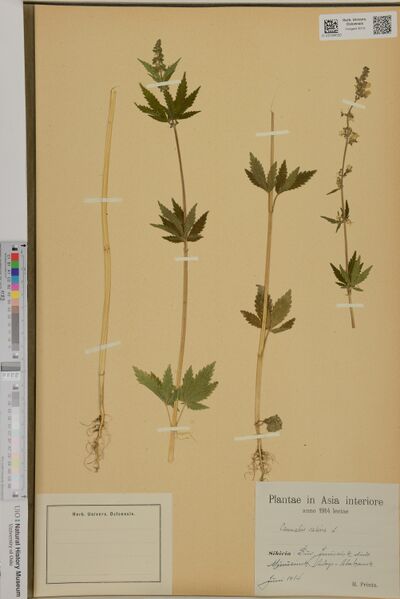 File:Printz s.n. specimen O-V-2164530.jpg