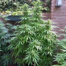 Compact cannabis plant in flower beside a brick house