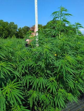 Tall cannabis plants beside a measuring pole under a blue sky