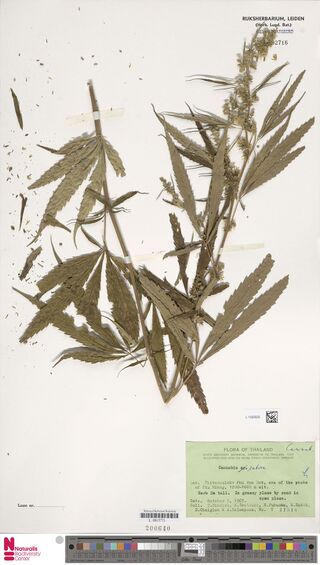 Digitised herbarium sheet with a tall Cannabis stem, broad leaves and a flowering spike, and a green printed expedition label.