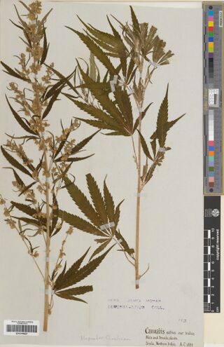 Digitised herbarium sheet with two tall leafy Cannabis stems, a violet demonstration-collection stamp and a handwritten label reading Simla, Northern India.