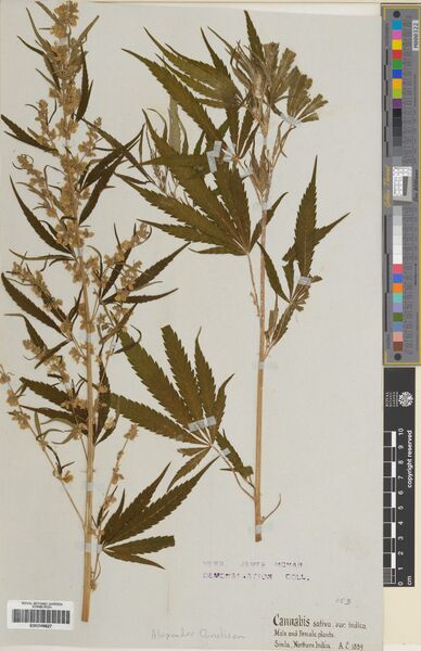 File:Christison specimen E00248827.jpg