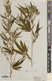 Thumbnail for version as of 04:37, 18 September 2026