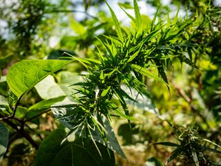 Feral Landrace Cannabis plant near Lataguri