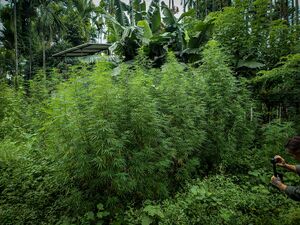 Looksan-Landrace-Cannabis-Plant.jpg