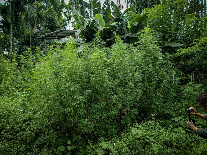 File:Looksan-Landrace-Cannabis-Plant.jpg
