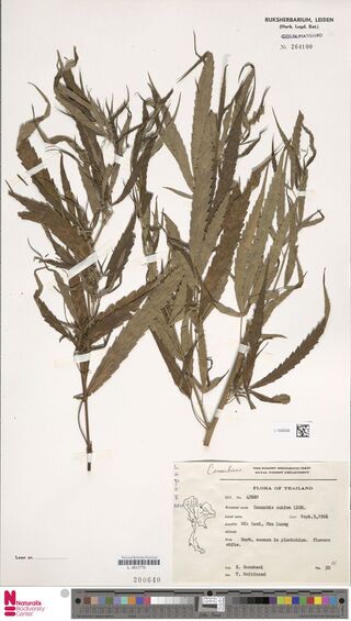 Digitised herbarium sheet with several slender, leafy Cannabis sativa stems and a typed Flora of Thailand label.