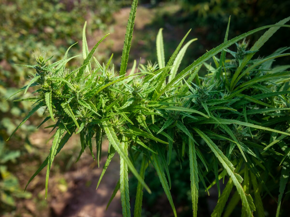 Landrace cannabis at Khun Aek's farm in the Phu Phan hills of Northeastern Thailand.