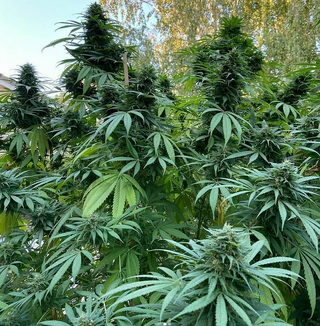 Tall, bushy cannabis plants with many flowering tops in front of trees