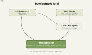 Flow diagram with a cultivated crop box and a wild relative box; the crop leads directly to a feral population box, and both crop and wild relative feed a crop-by-wild hybrid box that also leads to the feral population.